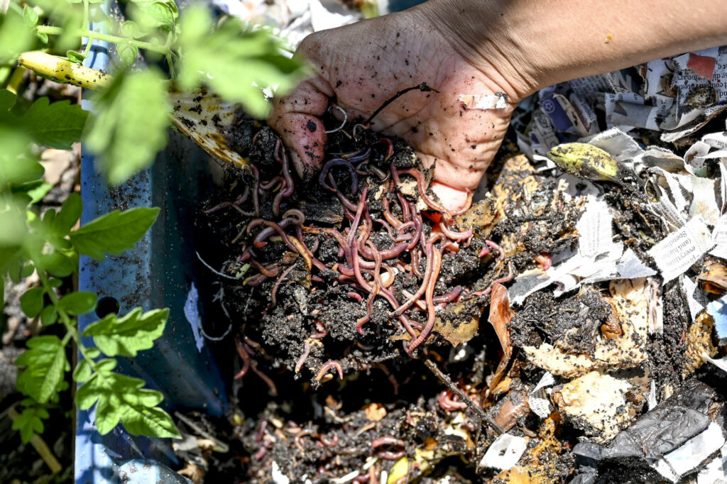 Woy Woy Peninsula Community Garden volunteer inspects worm farm with shredded newspaper