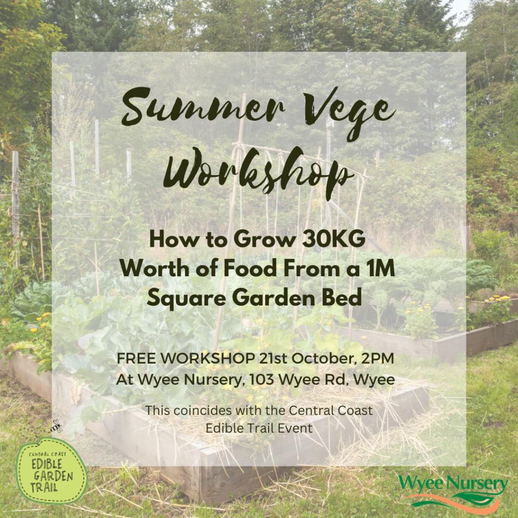 Flyer for the Summer Vege Workshop at Wyee Nursery