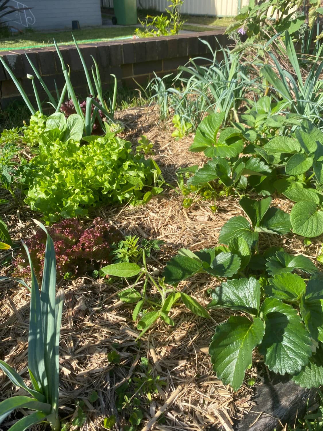 Well mulched garden bed showing lettuce, onions and strawberries