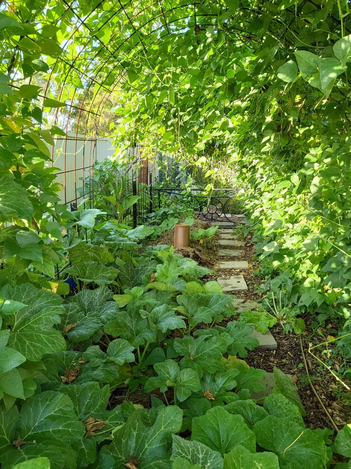 Malabar gourd plant growing all over a trellis archway