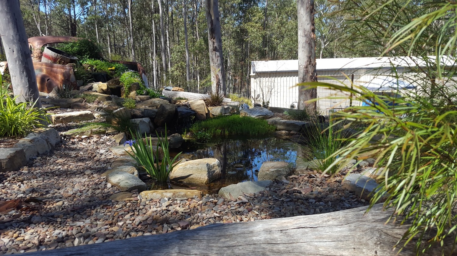 pond surrounded by native water plants and rocks