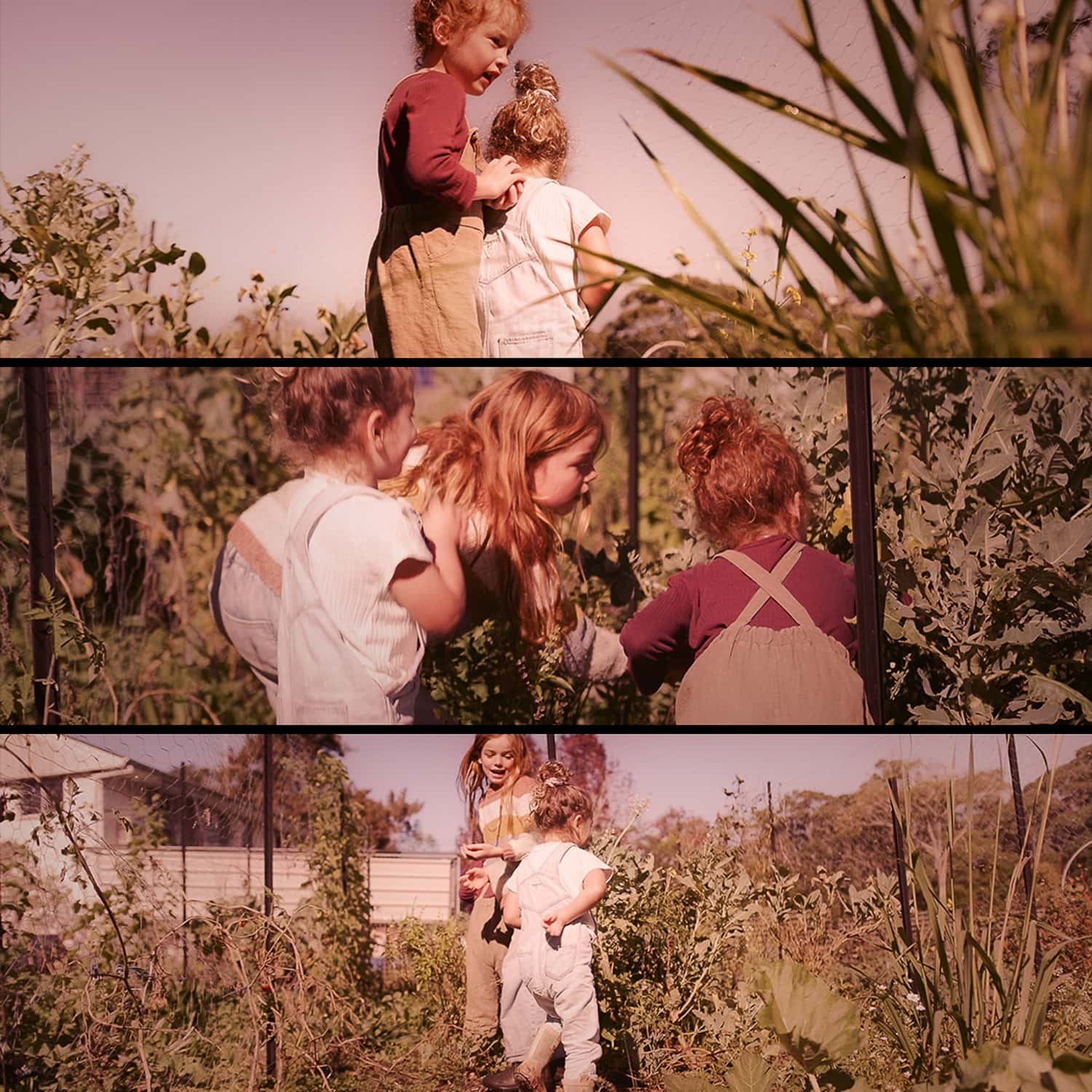 Tryptych of images - children picking veges in the Mustard Seed Farm gardens