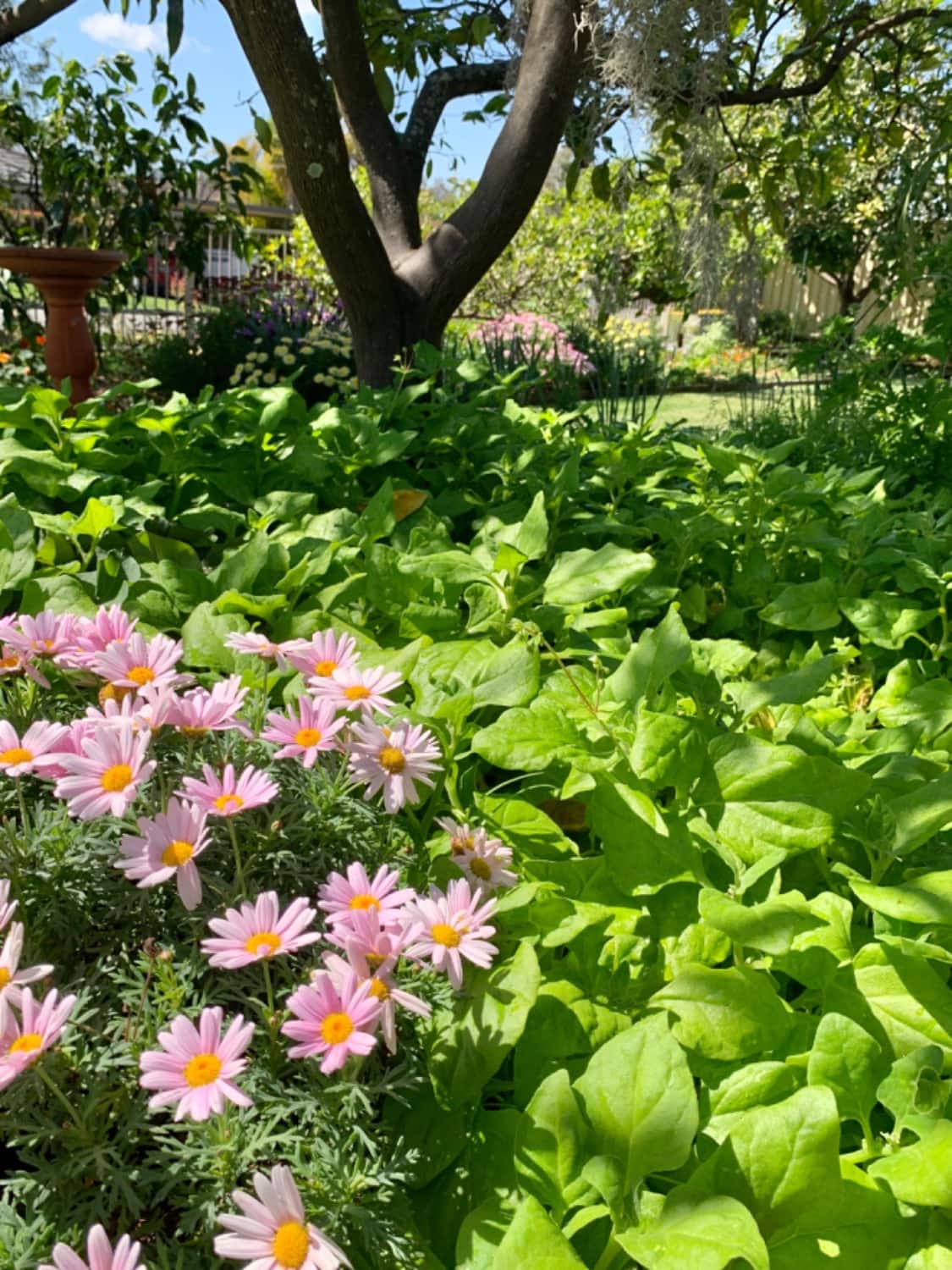 low angle view of the Blue Swimmer Cottage gardens with daisies and warrigal greens in the foreground