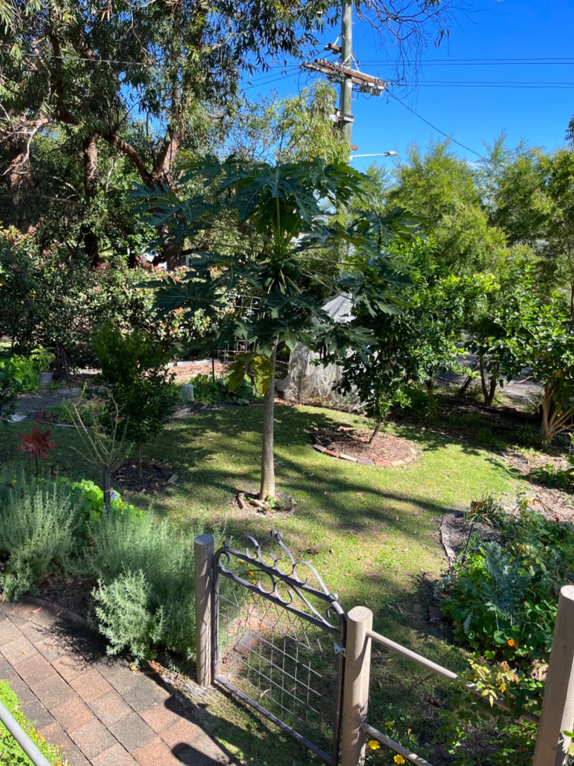 Front garden featuring pawpaw and other fruit trees