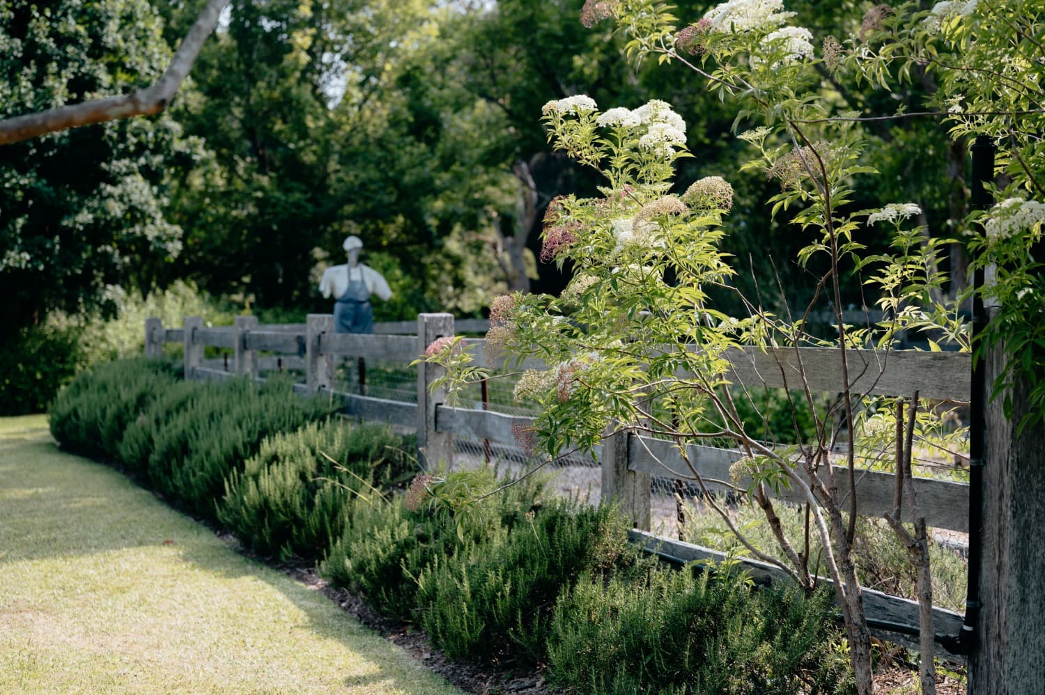 Hedges and wooden fence surrounding Bell's kitchen garden